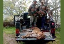 श्रीनगर गढ़वाल: शिकारी जॉय हुकिल की गोली से एक और आदमखोर तेंदुआ हुआ ढेर, अबतक 36 आदमखोरों का कर चुके हैं अंत Another man-eating leopard was killed by hunter Joey Hukil