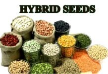 बहुराष्ट्रीय बीज कम्पनियों के, माया जाल में फंसा उत्तराखंड का उद्यान विभाग, डॉ. राजेन्द्र कुकसाल hybrid seeds