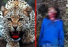 पौड़ी गढ़वाल : शादी से लौट रहे पूर्व सैनिक को तेंदुए ने बनाया अपना शिकार leopard-killed-man in pauri garhwal