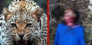 पौड़ी गढ़वाल : शादी से लौट रहे पूर्व सैनिक को तेंदुए ने बनाया अपना शिकार leopard-killed-man in pauri garhwal