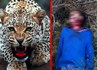 पौड़ी गढ़वाल : शादी से लौट रहे पूर्व सैनिक को तेंदुए ने बनाया अपना शिकार leopard-killed-man in pauri garhwal