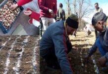 उत्तराखंड: ‘ट्यूलिप गार्डन’ पायलट प्रोजेक्ट के तहत लगाये गए 25 हजार ट्यूलिप बल्ब 'Tulip Garden'