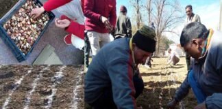 उत्तराखंड: ‘ट्यूलिप गार्डन’ पायलट प्रोजेक्ट के तहत लगाये गए 25 हजार ट्यूलिप बल्ब 'Tulip Garden'