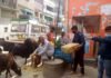 आवारा पशुओं को चारा देने व सुरक्षा में लगे डॉ. विनय Food-for-stray-animals