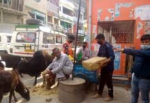 आवारा पशुओं को चारा देने व सुरक्षा में लगे डॉ. विनय Food-for-stray-animals
