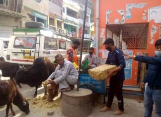आवारा पशुओं को चारा देने व सुरक्षा में लगे डॉ. विनय Food-for-stray-animals