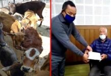 पौड़ी: 20 वर्षो से गौ सेवा में जुटे रिटायर्ड शिक्षक दम्पति ने सीएम राहत कोष में दी 2 लाख की धनराशि cow-service-in-pauri-garhwa