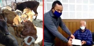 पौड़ी: 20 वर्षो से गौ सेवा में जुटे रिटायर्ड शिक्षक दम्पति ने सीएम राहत कोष में दी 2 लाख की धनराशि cow-service-in-pauri-garhwa
