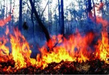 उत्तराखंड: जंगल की आग में जिंदा जली घास काटने गई दो महिलाएं, तीसरी घायल aag