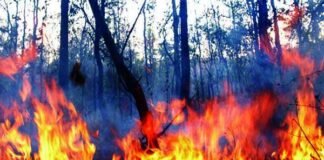 उत्तराखंड: जंगल की आग में जिंदा जली घास काटने गई दो महिलाएं, तीसरी घायल aag