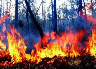 उत्तराखंड: जंगल की आग में जिंदा जली घास काटने गई दो महिलाएं, तीसरी घायल aag