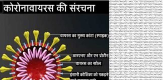 अच्छी खबर: भारतीय वैज्ञानिकों ने कोरोना का जीनोम सिक्वेंस खोज निकाला, वैक्सीन बनाने में मिलेगी मदद corona genome sequence