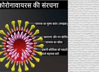 अच्छी खबर: भारतीय वैज्ञानिकों ने कोरोना का जीनोम सिक्वेंस खोज निकाला, वैक्सीन बनाने में मिलेगी मदद corona genome sequence