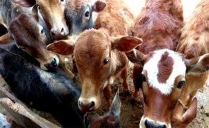 cow-service-in-pauri-garhwal