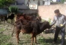 श्रीनगर गढ़वाल: लॉकडाउन में गौ सेवा कर निभा रहे हैं मानवता का धर्म gou seva