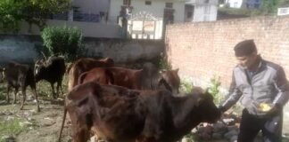 श्रीनगर गढ़वाल: लॉकडाउन में गौ सेवा कर निभा रहे हैं मानवता का धर्म gou seva