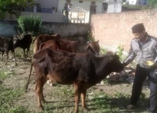 श्रीनगर गढ़वाल: लॉकडाउन में गौ सेवा कर निभा रहे हैं मानवता का धर्म gou seva