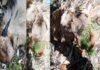 पौड़ी गढ़वाल: अज्ञात बीमारी से 56 बकरियों की मौत 56 goats killed due to unknown disease in Pauri Garhwal