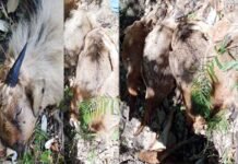 पौड़ी गढ़वाल: अज्ञात बीमारी से 56 बकरियों की मौत 56 goats killed due to unknown disease in Pauri Garhwal