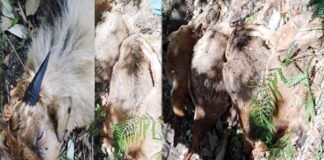 पौड़ी गढ़वाल: अज्ञात बीमारी से 56 बकरियों की मौत 56 goats killed due to unknown disease in Pauri Garhwal