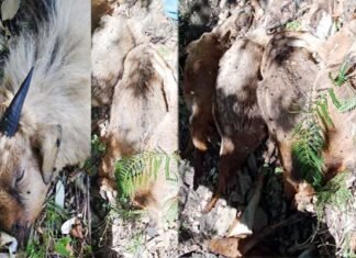 पौड़ी गढ़वाल: अज्ञात बीमारी से 56 बकरियों की मौत 56 goats killed due to unknown disease in Pauri Garhwal