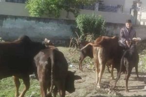 Srinagar Garhwal: gau seva during lockdown