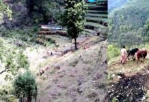 पलायन सतत प्रक्रिया है, पर पलायन कर चुके लोगों के पास सुनहरा मौका है कि वे स्वयं का मूल्यांकन करें migration-from-uttarakhand