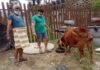 सतपुली : पशु चिकित्सा अधिकारी ने निराश्रित गौ माता का कराया प्रसव Veterinary officer gave delivery to destitute cow
