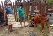 सतपुली : पशु चिकित्सा अधिकारी ने निराश्रित गौ माता का कराया प्रसव Veterinary officer gave delivery to destitute cow