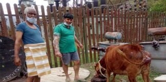 सतपुली : पशु चिकित्सा अधिकारी ने निराश्रित गौ माता का कराया प्रसव Veterinary officer gave delivery to destitute cow