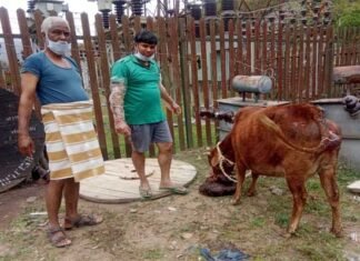सतपुली : पशु चिकित्सा अधिकारी ने निराश्रित गौ माता का कराया प्रसव Veterinary officer gave delivery to destitute cow