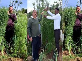 उत्तराखंड : शहर छोड़कर पहाड़ लौटे शख्स ने 7 फ़ीट ऊंचा धनिया का पौधा उगाकर गिनीज बुक में दर्ज कराया नाम Gopal Upreti of Uttarakhand grows 7 feet high coriander plant