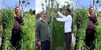उत्तराखंड : शहर छोड़कर पहाड़ लौटे शख्स ने 7 फ़ीट ऊंचा धनिया का पौधा उगाकर गिनीज बुक में दर्ज कराया नाम Gopal Upreti of Uttarakhand grows 7 feet high coriander plant