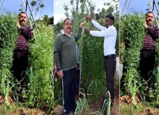 उत्तराखंड : शहर छोड़कर पहाड़ लौटे शख्स ने 7 फ़ीट ऊंचा धनिया का पौधा उगाकर गिनीज बुक में दर्ज कराया नाम Gopal Upreti of Uttarakhand grows 7 feet high coriander plant