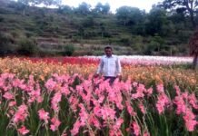 उत्तराखंड: दिव्यांग धर्मपाल ने दिखाई युवाओं को स्वरोजगार की राह ग्लेडियोलस