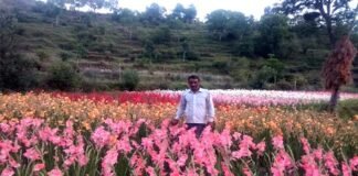उत्तराखंड: दिव्यांग धर्मपाल ने दिखाई युवाओं को स्वरोजगार की राह ग्लेडियोलस