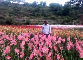 उत्तराखंड: दिव्यांग धर्मपाल ने दिखाई युवाओं को स्वरोजगार की राह ग्लेडियोलस