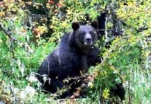 पौड़ी गढ़वाल : भालू के हमले से युवक की मौत पौड़ी गढ़वाल में भालू के हमले से युवक की मौत