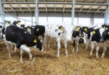 उत्तराखंड: पशुपालन से मिलेगा स्वरोजगार, सरकार देगी अनुदान, 10 हजार दुधारू पशु उपलब्ध कराने के साथ 500 आंचल मिल्क बूथ स्थापित किए जाएंगे उत्तराखंड में पशुपालन से मिलेगा स्वरोजगार