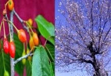 चंदन के समान पवित्र माना जाने वाला, “पंय्यां का पेड़” उत्तराखंड में धार्मिक आस्थाओं से जुड़ा है, जानिए पंय्यां के अन्य फायदे panya tree