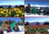 कश्मीर की वादियों को मात दे रही है उत्तराखंड की यह खुबसूरत जगह tulip-garden-in-munsiyari-uttarakhand