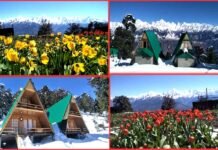 कश्मीर की वादियों को मात दे रही है उत्तराखंड की यह खुबसूरत जगह tulip-garden-in-munsiyari-uttarakhand