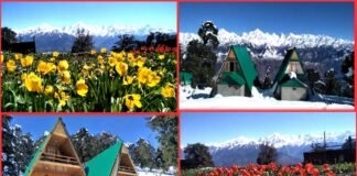 कश्मीर की वादियों को मात दे रही है उत्तराखंड की यह खुबसूरत जगह tulip-garden-in-munsiyari-uttarakhand