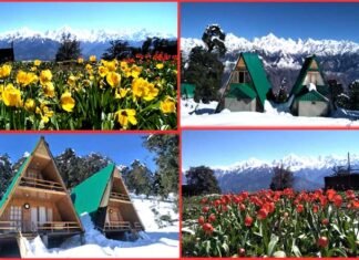 कश्मीर की वादियों को मात दे रही है उत्तराखंड की यह खुबसूरत जगह tulip-garden-in-munsiyari-uttarakhand