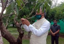 गजब, उत्तराखंड में सीएम आवास परिसर में एक पेड़ में लगेंगे 42 किस्म के आम 42 types of mangoes in one tree