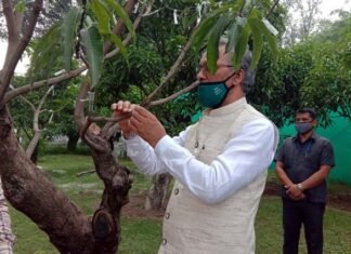 गजब, उत्तराखंड में सीएम आवास परिसर में एक पेड़ में लगेंगे 42 किस्म के आम 42 types of mangoes in one tree