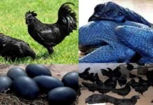 दुबई से लौटे युवा इंजीनियर ने गाँव के टूटे मकान में कड़कनाथ का पालन शुरू कर जगाई स्वरोजगार की अलख, जाने क्या विशेषतायें हैं कड़कनाथ की Kadaknath Chicken poultry Farming