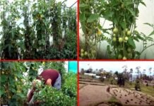 लॉकडाउन में उत्तराखंड लौटे प्रवासियों के लिए मिसाल हैं बागेश्वर, गरुड़ के चंद्रशेखर पांडेय chandra-shekhar-pandey-bage