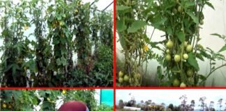 लॉकडाउन में उत्तराखंड लौटे प्रवासियों के लिए मिसाल हैं बागेश्वर, गरुड़ के चंद्रशेखर पांडेय chandra-shekhar-pandey-bage