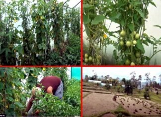 लॉकडाउन में उत्तराखंड लौटे प्रवासियों के लिए मिसाल हैं बागेश्वर, गरुड़ के चंद्रशेखर पांडेय chandra-shekhar-pandey-bage